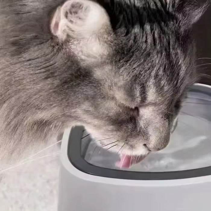 Splash Free Pet Water Bowl image 6